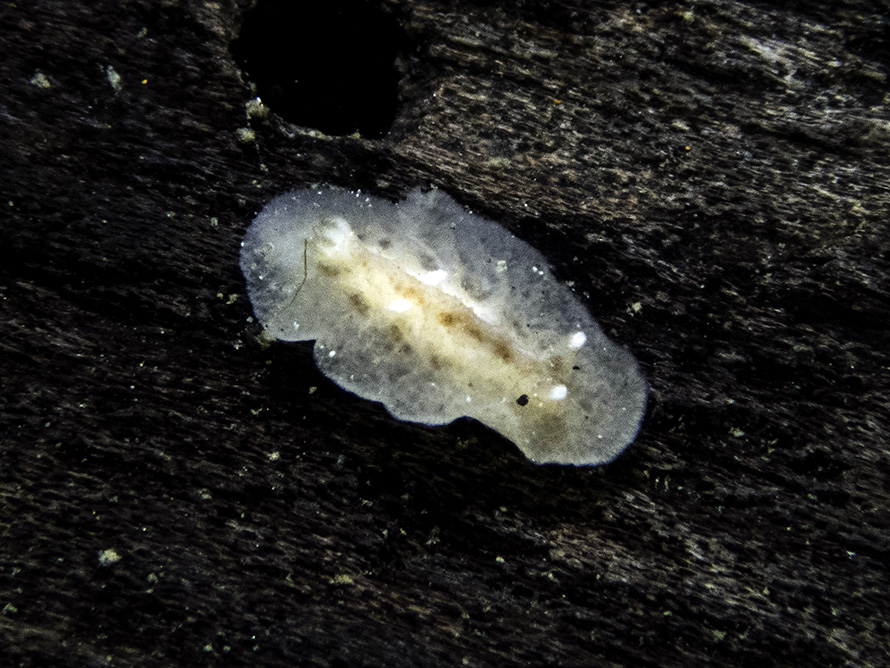 Discodorid sp. D